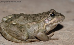 Pelophylax saharicus