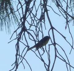 Serinus serinus