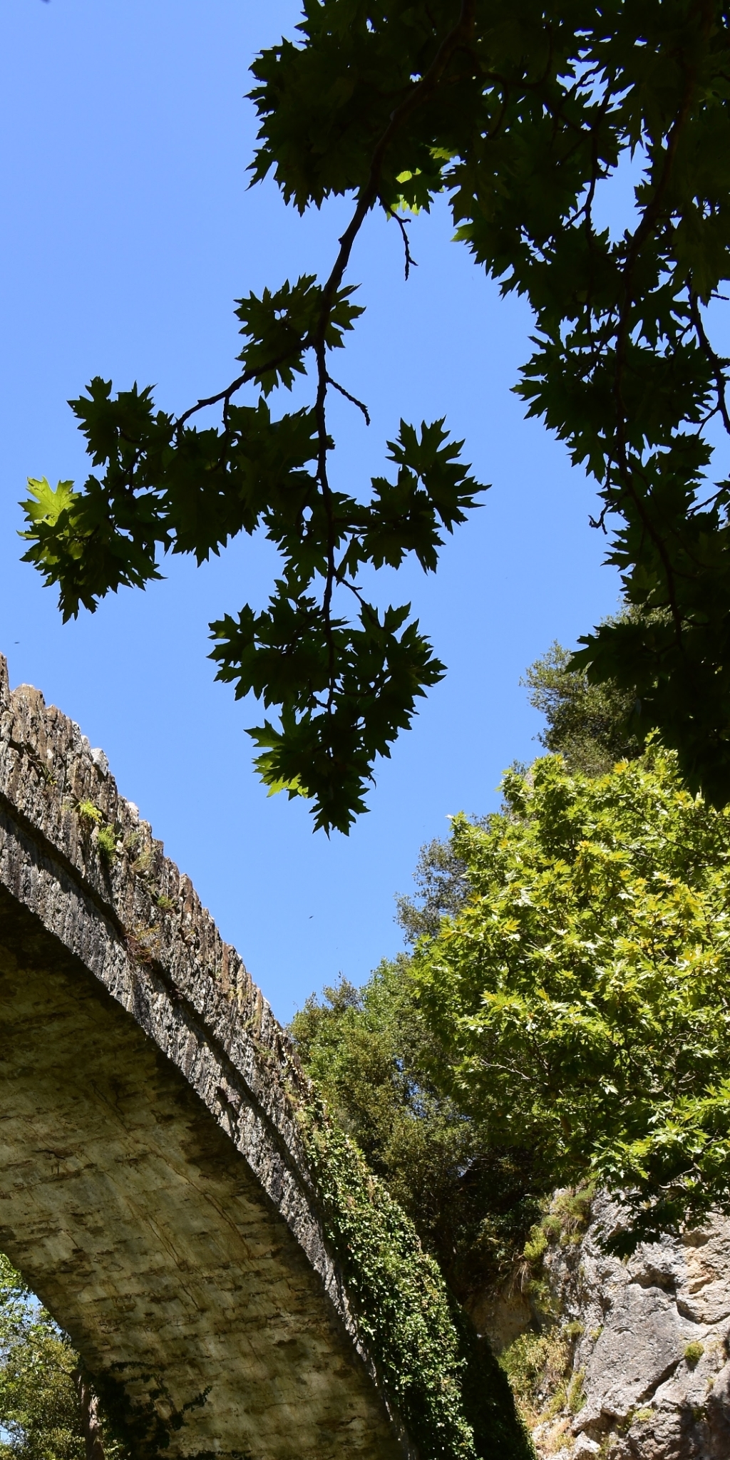 Morgenländische Platane (Platanus orientalis): Herkunft und Verwendung — foto 2
