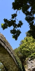 Morgenländische Platane (Platanus orientalis): Herkunft und Verwendung — Foto 2