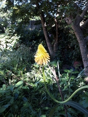 Kniphofia triangularis triangularis