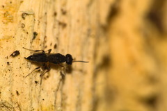 Miscophini