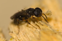 Miscophini