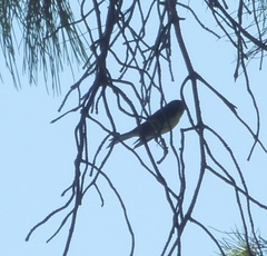 Serinus serinus