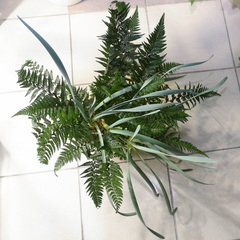 Polystichum luctuosum