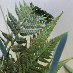 Polystichum luctuosum
