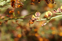 Daviesia leptophylla