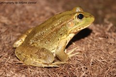 Pelophylax saharicus