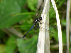 Cannaphila