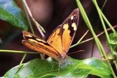 Heteronympha merope