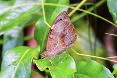 Heteronympha merope