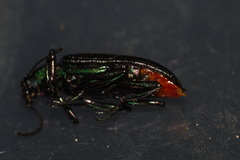 Strongylium haemorrhoidale