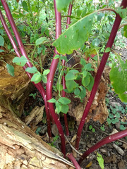 Phytolacca americana