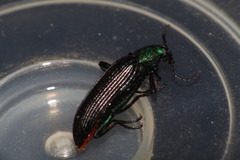 Strongylium haemorrhoidale