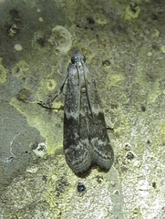 Eurythmia angulella