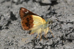 Dalla dimidiatus