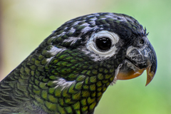 Pionus maximiliani siy