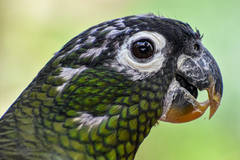 Pionus maximiliani siy