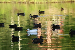 Anas platyrhynchos domesticus