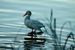 Anas platyrhynchos domesticus