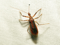 Castolus ferox