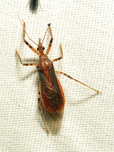 Castolus ferox (Banks, 1910)