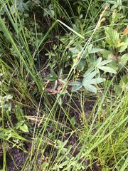Carex echinata echinata