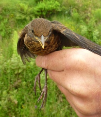 Turdus merula azorensis