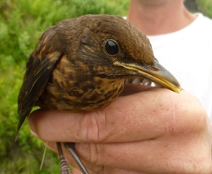 Turdus merula azorensis