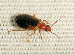 Lebia scapula
