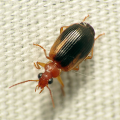 Lebia scapula
