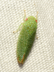 Rugosana