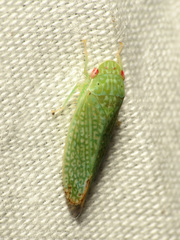 Rugosana
