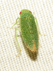 Rugosana