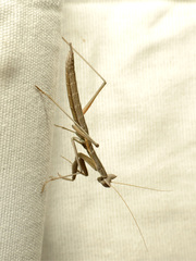 Yersiniops solitarius