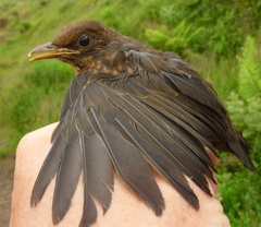 Turdus merula azorensis