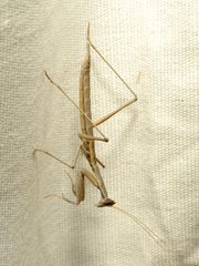 Yersiniops solitarius