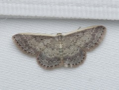 Idaea nephelota