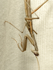 Yersiniops solitarius