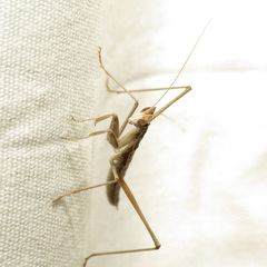 Yersiniops solitarius