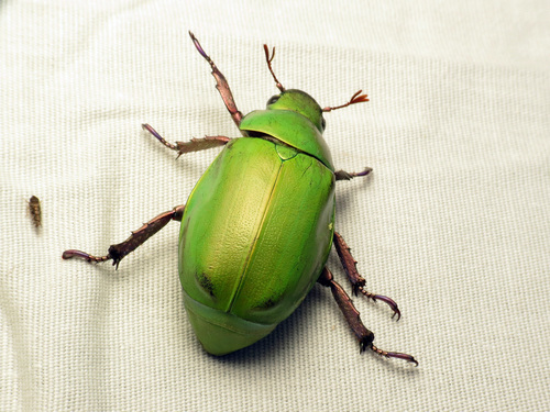 Beyer's Jewel Scarab photo 4