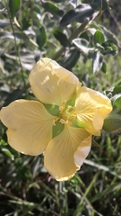 Ludwigia multinervia