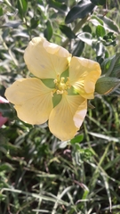 Ludwigia multinervia