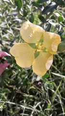 Ludwigia multinervia