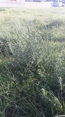 Ludwigia multinervia