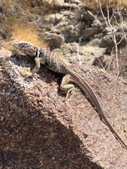 Crotaphytus vestigium