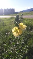 Ludwigia multinervia