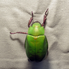 Chrysina beyeri