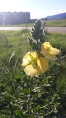 Ludwigia multinervia