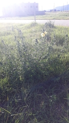 Ludwigia multinervia